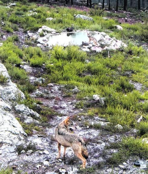 Dos ejemplares de lobo ibérico recogidos en el centro de Robledo de Sanabria (Zamora).