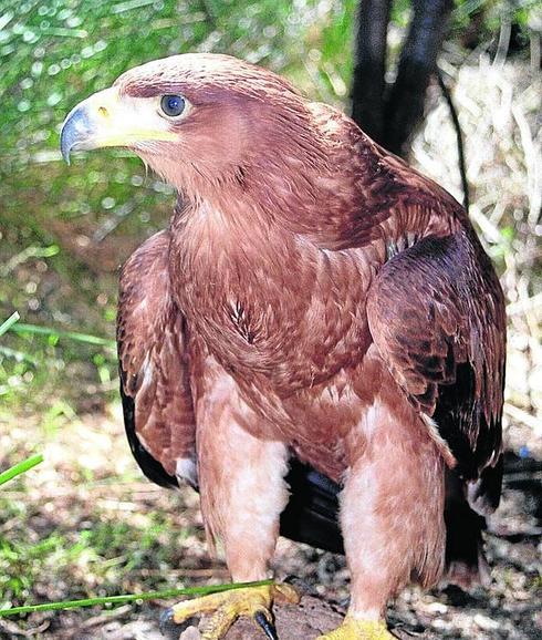 El águila imperial ibérica triplica su población en Castilla y León