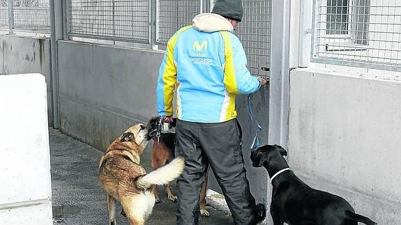 Un cuidador atiende a varios perros en la perrera de Palencia.