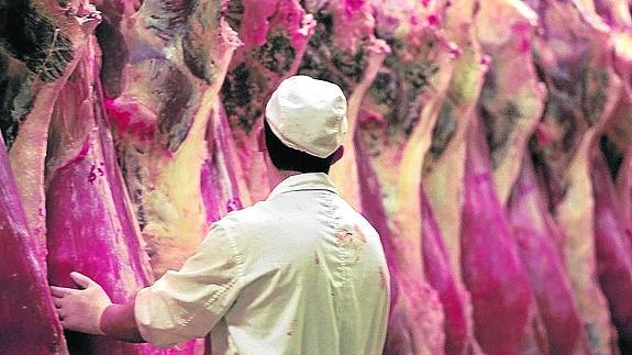 Trabajador en un matadero de vacuno. 