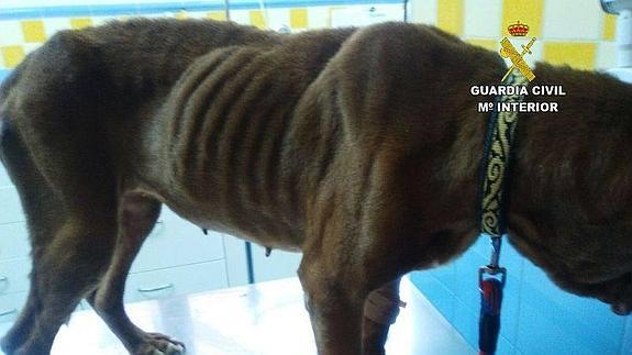 Los animales presentaban un grave estado de desnutrición.