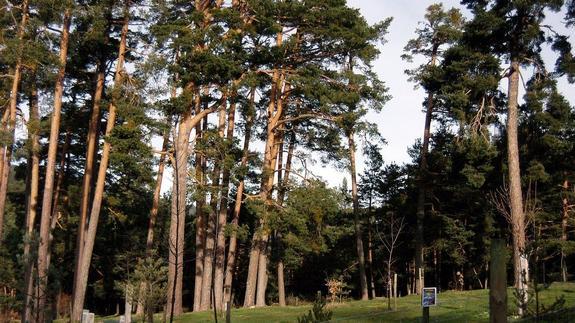 Pinares de Valsaín.