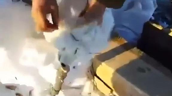 Un zorro polar finge estar muerto para escapar de sus captores