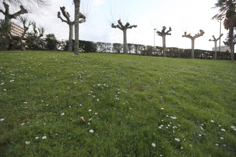 Las margaritas asoman entre el césped mientras, al fondo, los plátanos de sombra aún no han despertado