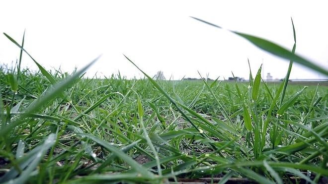 La superficie de siembra en Castilla y León se mantiene estable con 1,9 millones de hectáreas