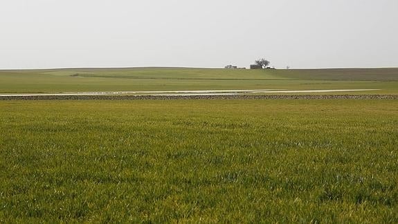 El campo palentino ofrece estos días una estampa muy bella.