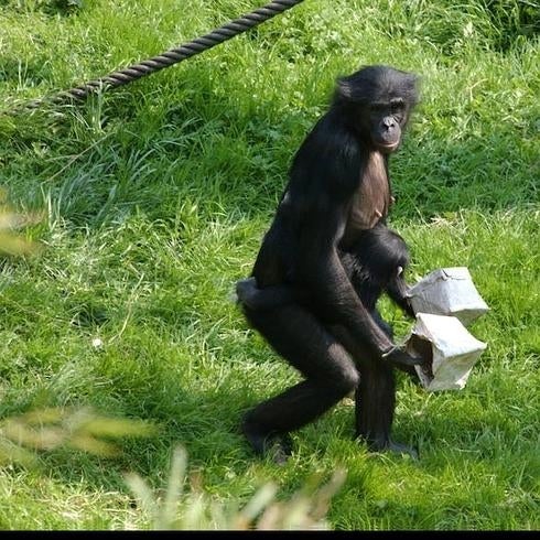El novedoso atlas del chimpancé pigmeo