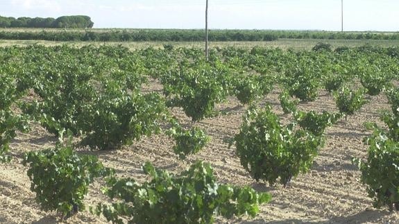 Viñedos de la D. O. Toro.