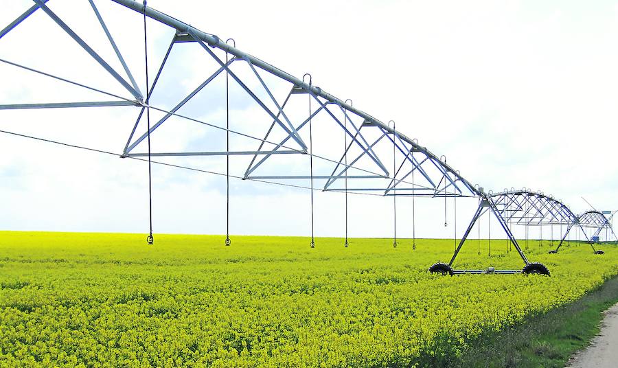 Parcela de colza regada con un pivot por sistema de aspersión. 