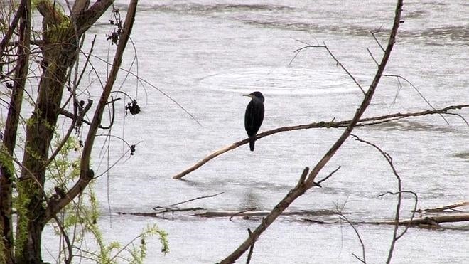 Y ese pájaro negro del río ¿cuál es?