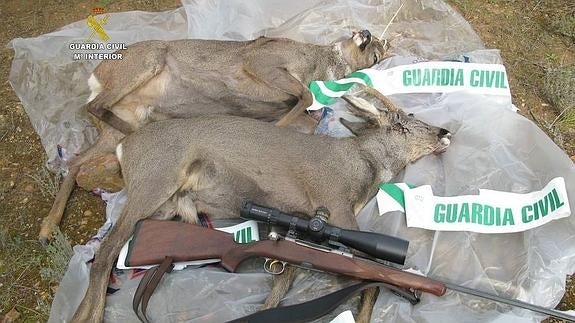 Dos corzos abatidos de manera ilegal