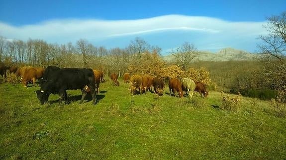 Reses de la carne de calidad 'Carne de Cervera'. 