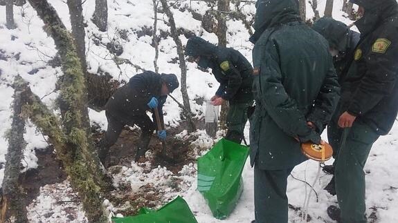 Agentes medioambientales rastrean la zona donde apareció el oso muerto. 