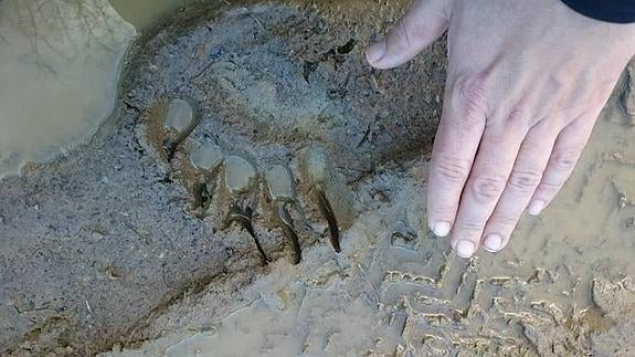Los osos se dejan ver por pueblos del norte de Palencia