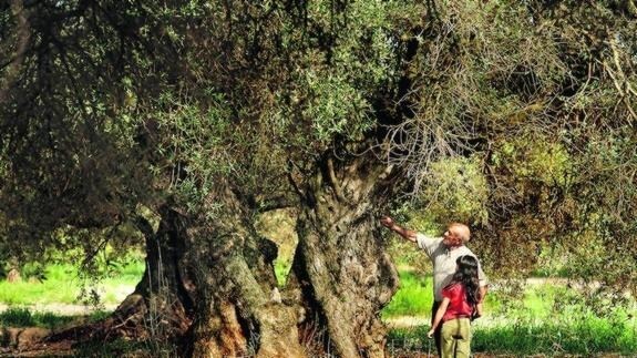 Manuel Cucala le muestra a Inés Ruiz el árbol de la película ‘El olivo’, que está en el municipio de Canet lo Roig