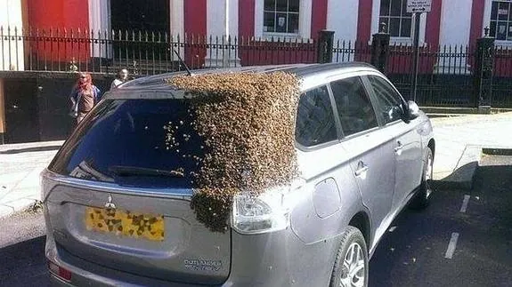 Veinte mil abejas persiguen durante horas un coche en cuyo maletero estaba atrapada su reina