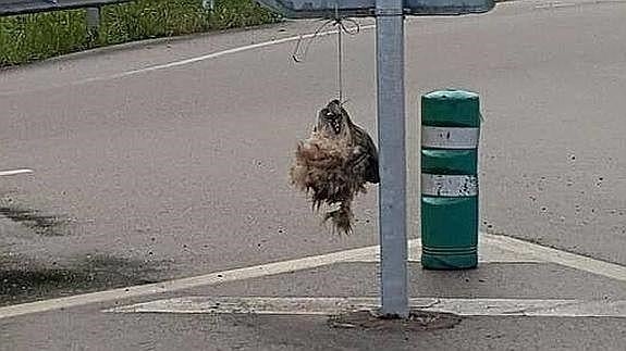 La cabeza del lobo colgada en La Doriga.