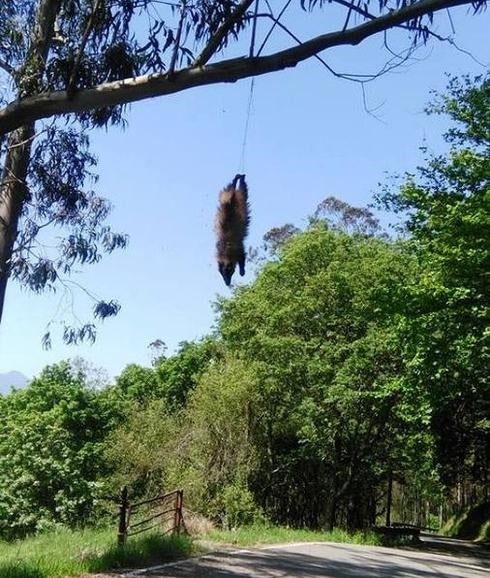 El cuerpo del tejón, colgado de una rama en Parres.