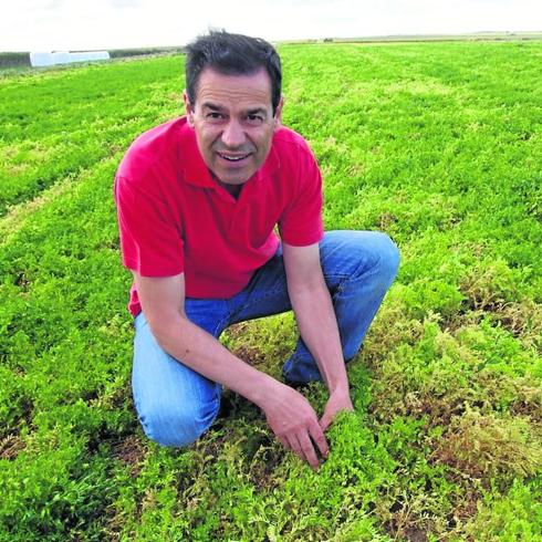 Armenteros en un campo de lentejas.