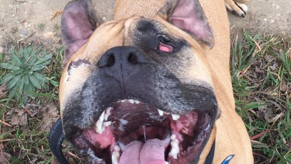 Casi 16.000 firman para que un perro de León pueda ir sin bozal por sus problemas respiratorios