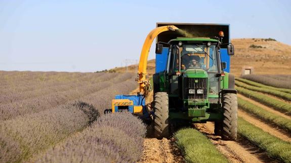 Campos de de lavanda y lavandin en Tiedra, Valladolid. 