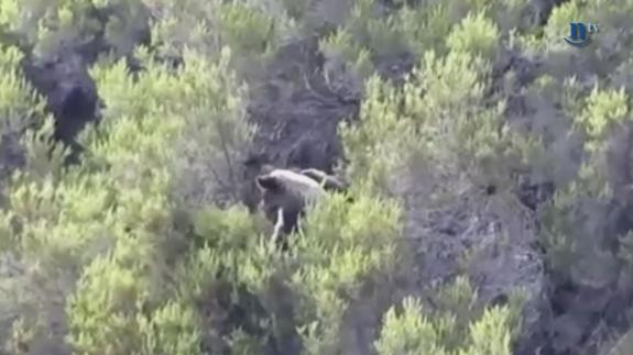 El oso merodea por las calles de Trascastro atraído por los cerezos