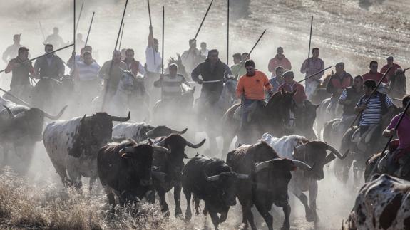 Caballistas dirigen a los astados hacia el casco urbano de Cuéllar. Ical