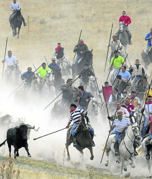 Los jinetes guían a la manada en un encierro. 