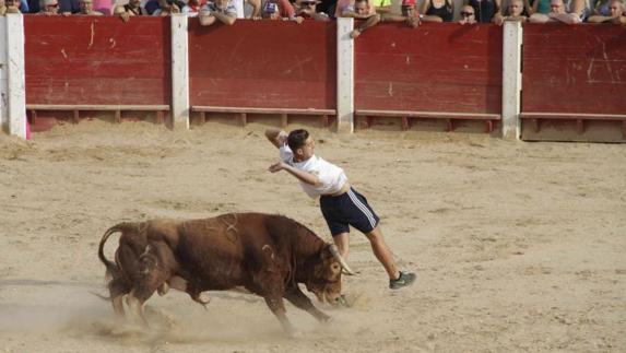 Un mozo hace un corte a un toro en la primera capea de Peñafiel.