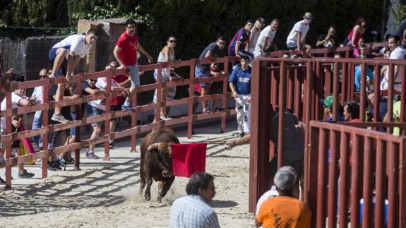 Encierro del lunes por la mañana en Viana de Cega.