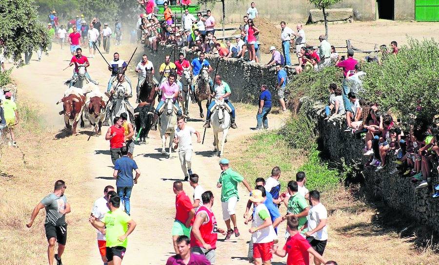 Un momento del encierro de ayer en la zona de campo.