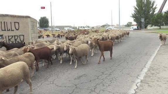 Las ovejas conquistan León