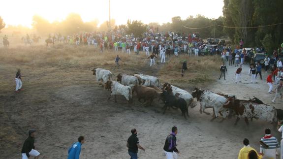 El ganado, al comienzo del encierro. 