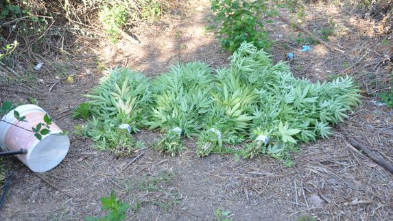 La Policía se incauta de 59 plantas de marihuana en Aranda de Duero