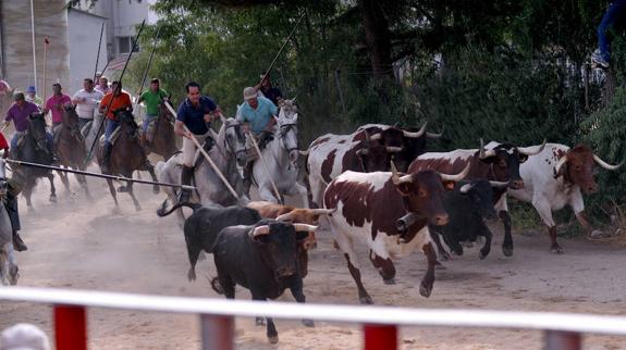 Los caballistas consiguen encerrar cinco de los seis toros desencajonados en Medina