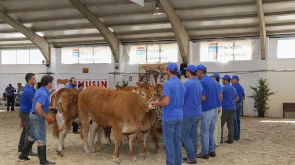 Varios miembros de una ganadería preparan las reses para un concurso.