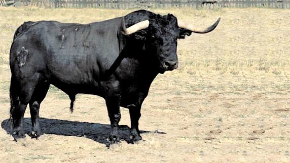 'Pelado', el primer Toro de la Peña.