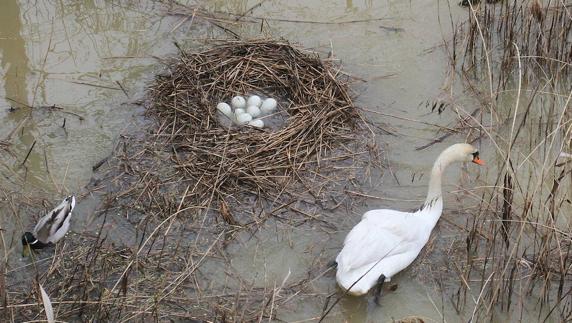 La cisne, a mediados de abril, cuando la riada destruyó su nido.