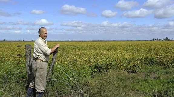 Un agricultor observa una plantación de soja transgénica