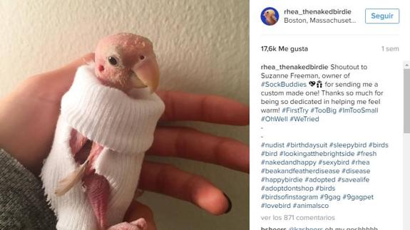 Este es Rhea, el pájaro sin plumas que cautiva las redes
