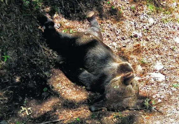 El cadáver del macho que apareció muerto la semana pasada cerca de la Reserva Natural de Muniellos.