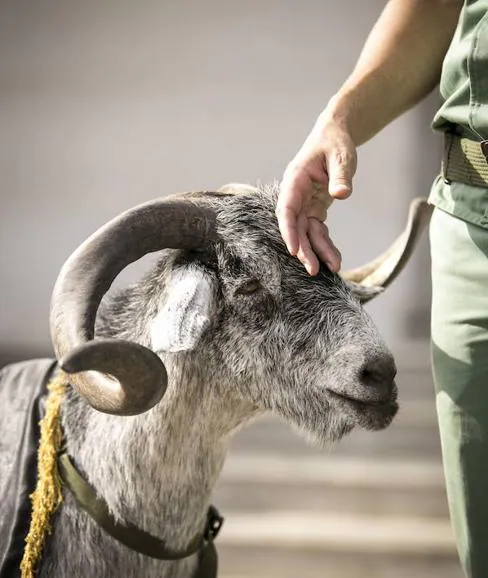 Pepe en su últmo día de servicio como mascota de la Legión. 