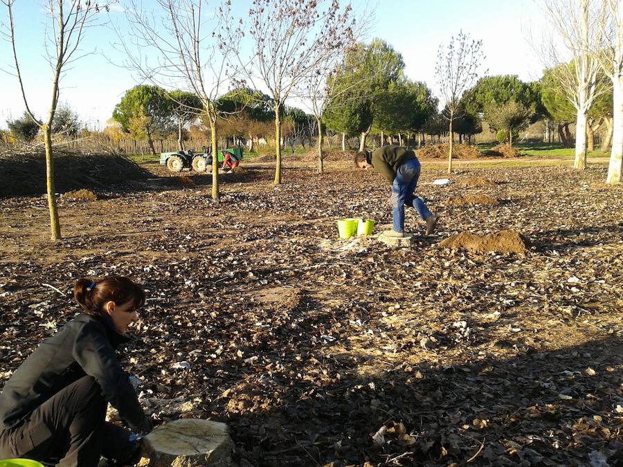 Ensayo en el Vivero Provincial de la Diputación de Zamora. 