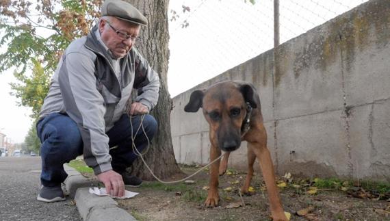 El dueño de un perro recoge los excrementos. 