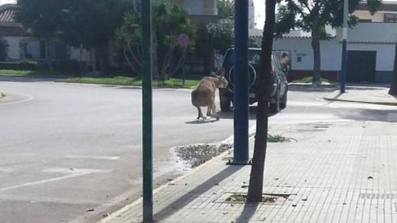El burro atado al todoterreno