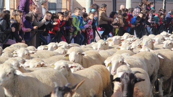 Los niños de Arévalo disfrutan con las ovejas. F.G. MURIEL