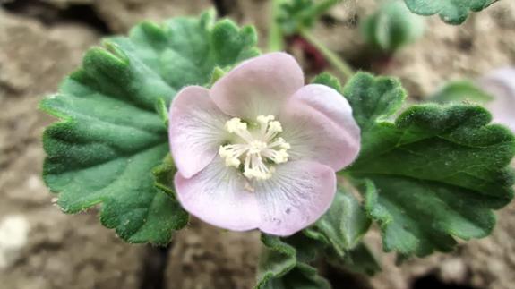 Una imagen de Malvella Sherardiana. GALERIDA ORNITOLOGOS