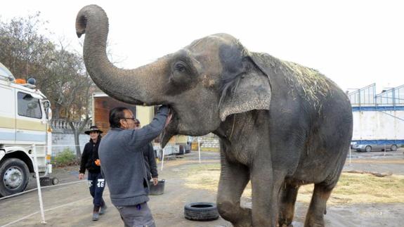 Dumbo, elefante que forma parte del circol Coliseo, hasta el domingo en Medina del Campo.