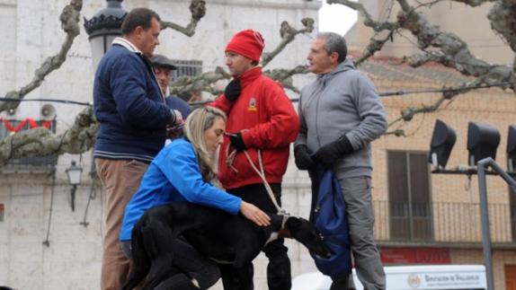Inspección veterinaria previa a la celebración de las carreras en Nava del Rey.