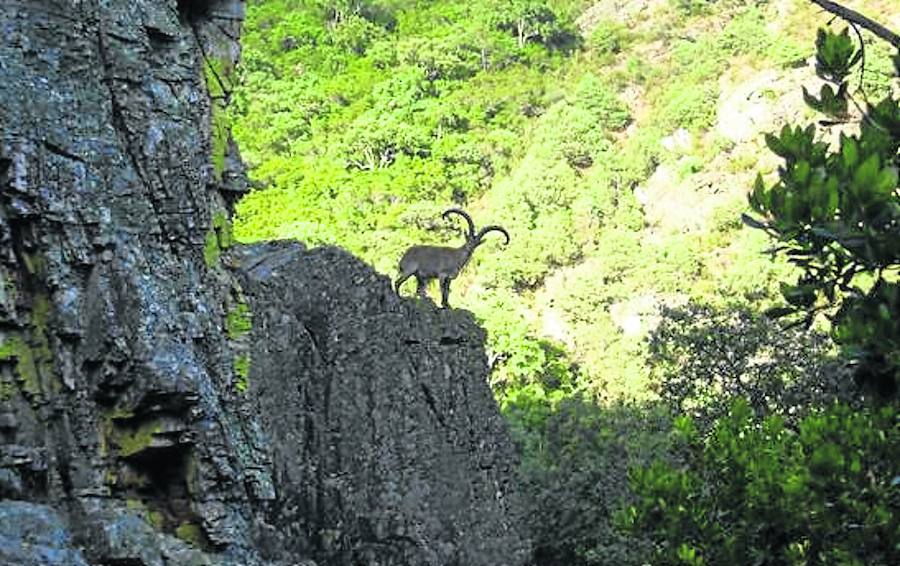 El plan anual para 2017-2018 de la Reserva Regional de Caza incluye un inventario cinegético. 